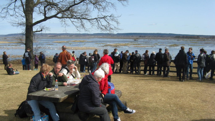 Bird-watching in Sweden