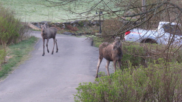 Elk (moose) in our garden
