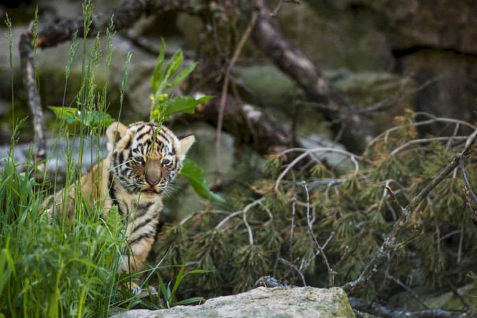 Nordens Ark Zoo