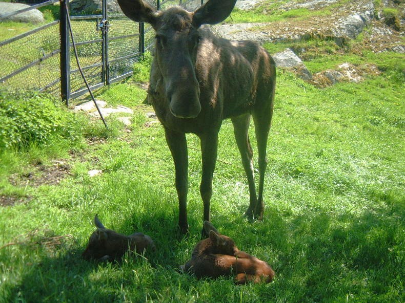 A moose with two calves in Slottsskogen Park, Gothenburg